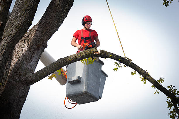 How Our Tree Care Process Works  in  Sutter, CA